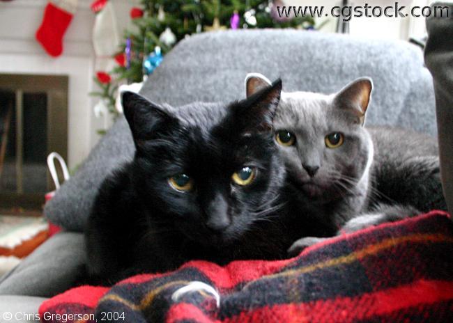 Two Cats at Christmas