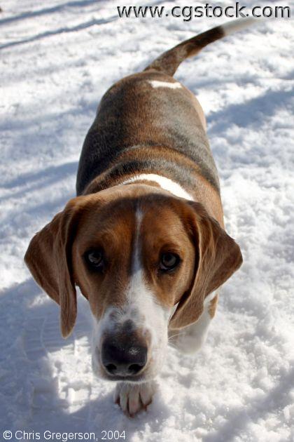 Beagle Basset Dog
