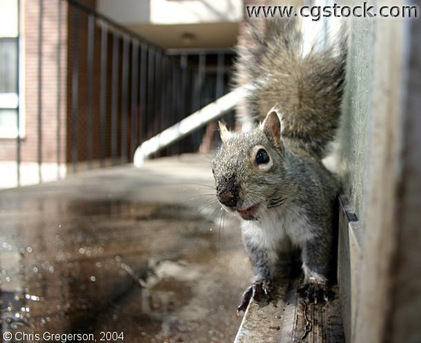 Squirrel on a Ledge