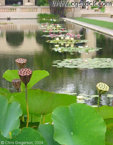 Balboa Park Lily Pond