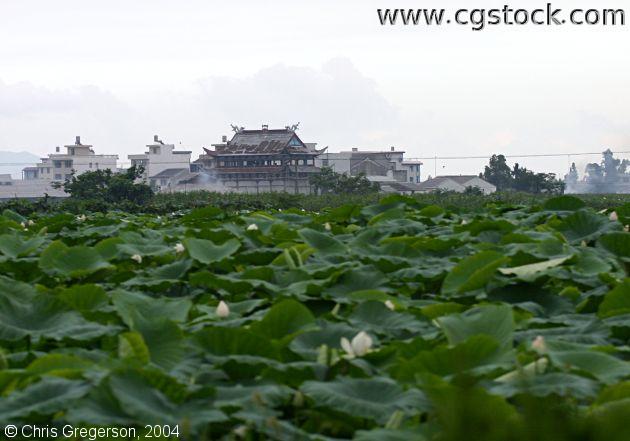 Farm Field and Traditional Chinese Building