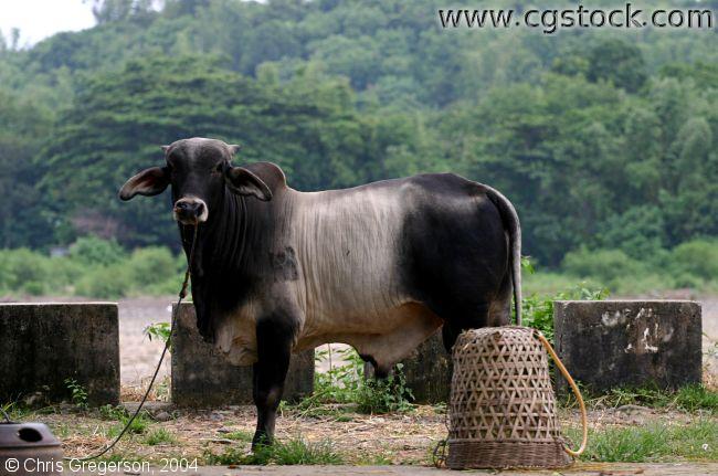 Philippine Bull (Male Cow)