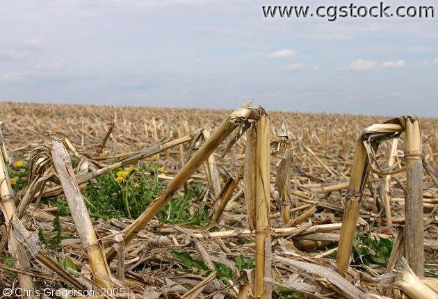 Corn Field after Harvest