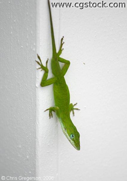 Green Gecko on a White Fence
