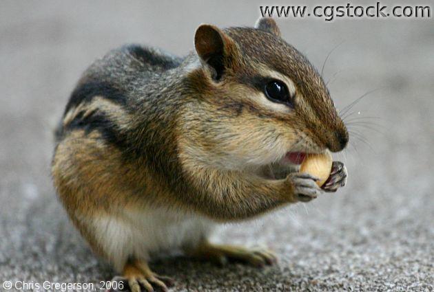Close-up of a Chipmunk Eating a Peanut
