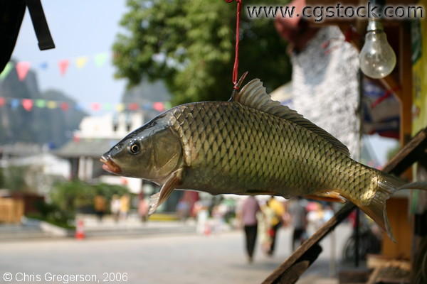 Fresh Fish, Restaurant in Yangshou, China