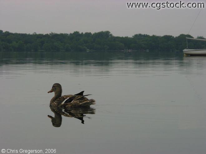 Duck on Lake Harriet