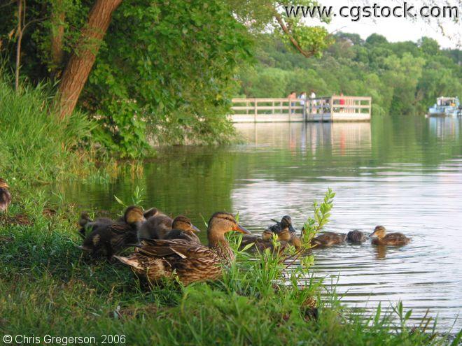 Family of Ducks on the Shore of Lake Harriet