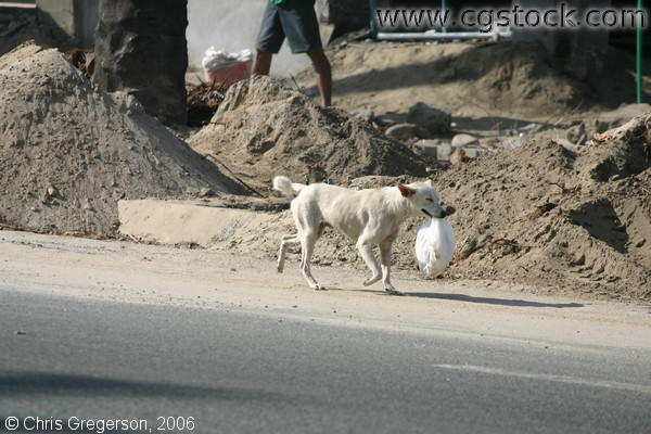 Dog Carrying a White Plastic Bag on the Street Near a Construction Site
