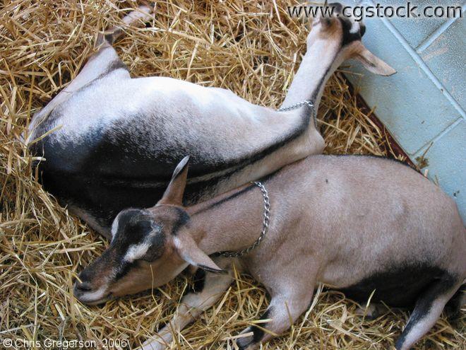 Goats Sleeping on Straw, State Fair