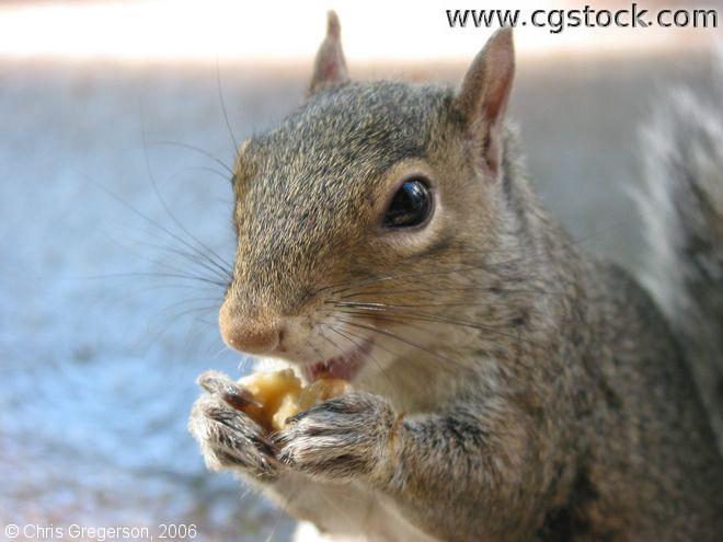 City Squirrel Eating a Walnut
