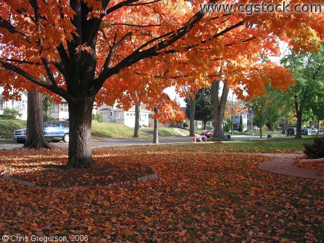 Maple Tree, Residential Neighborhood, in Fall