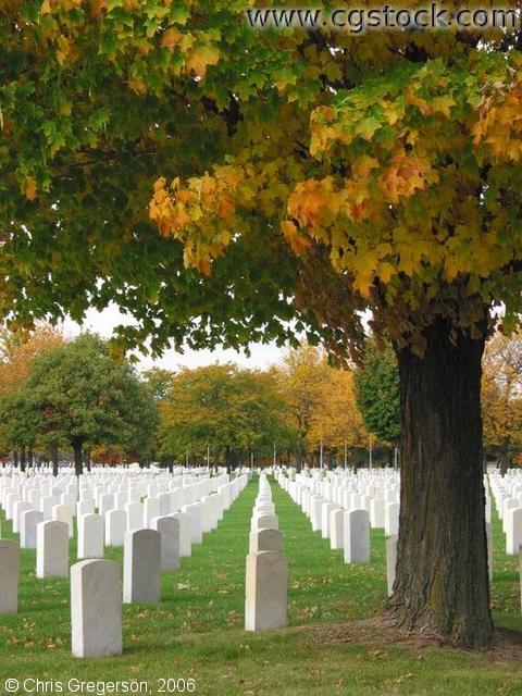 Graves and Trees at the Fort Snelling National Cemetery