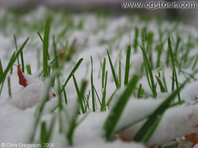Snowfall in Green Grass