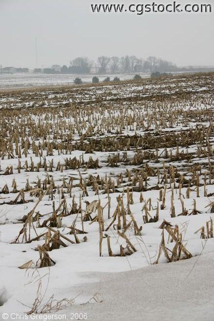 Snowy Corn Field in Winter