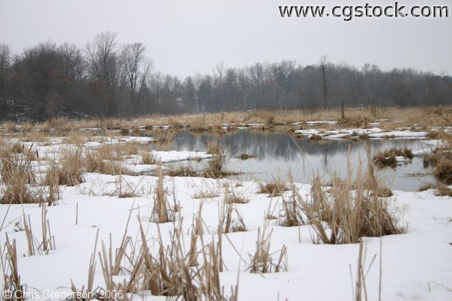 Snow-Covered Marshland in Wisconsin