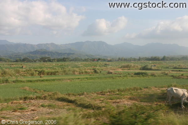 Farm Fields in Ilocos Norte, the Philippines