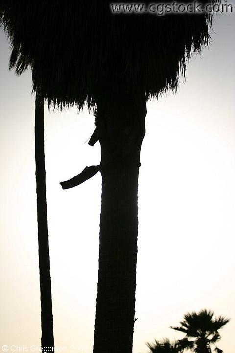 Palm Tree Silhouette, Venice Beach, LA