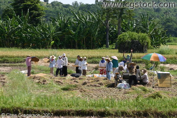 Farm Laborers in Badoc, Ilocos Norte, Harvesting Rice Manually