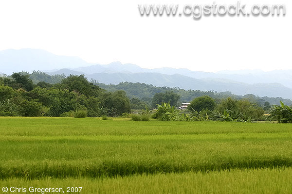 Rice Fields and Mountains in Ilocos Norte, the Philippines