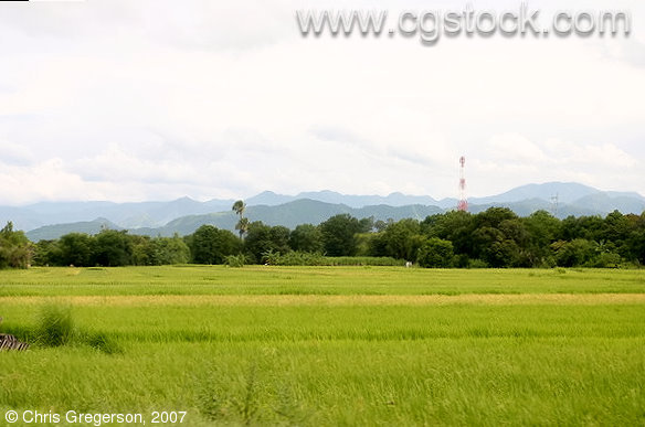 Rice Fields, Trees, Mountains, and a Cell Phone Tower in Ilocoso Norte