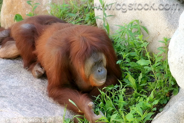 Orangutan in the Como Park Zoo's Primate Exhibit