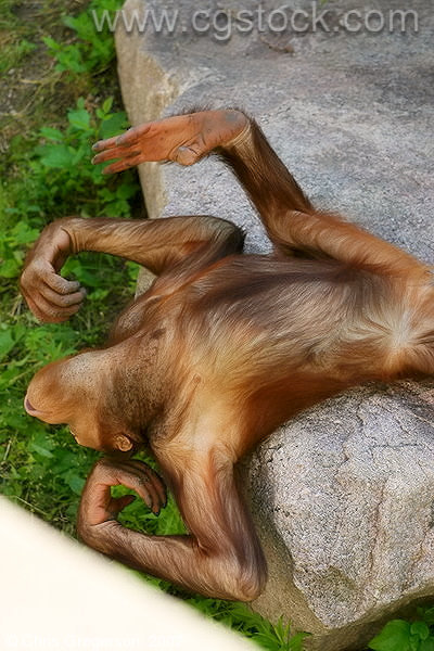 Orangutan Child at the Como Park Zoo
