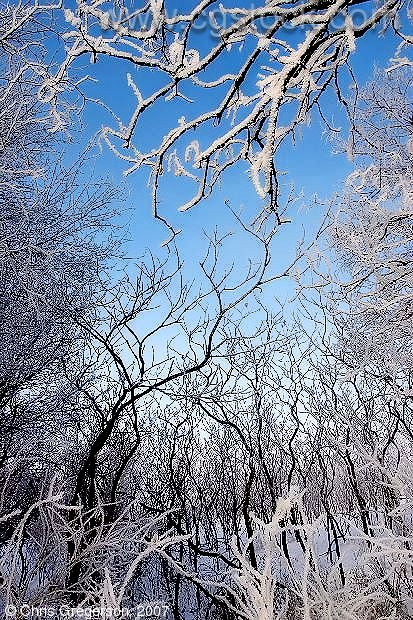 Snow-Covered Tree Branches and Blue Sky