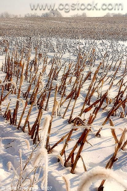 Corn Field in Wintertime