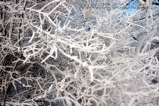 Close up of Frost-Covered Branches
