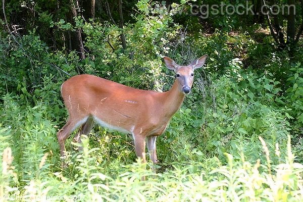 Deer at Willow River State Park