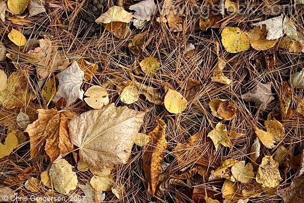 Leafs and Pine Needles on the Forrest Floor