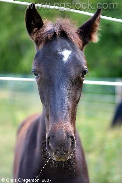 Portrait of a Young Colt (Horse)
