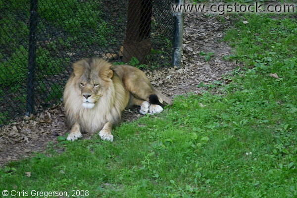 Lion at the Como Park Zoo