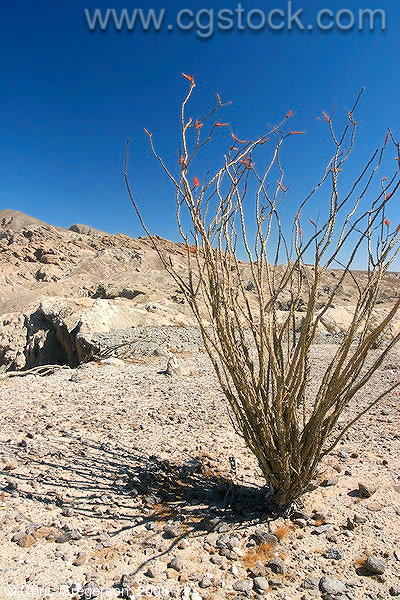 Ocotillo Plant, Anza-Borrego Desert State Park