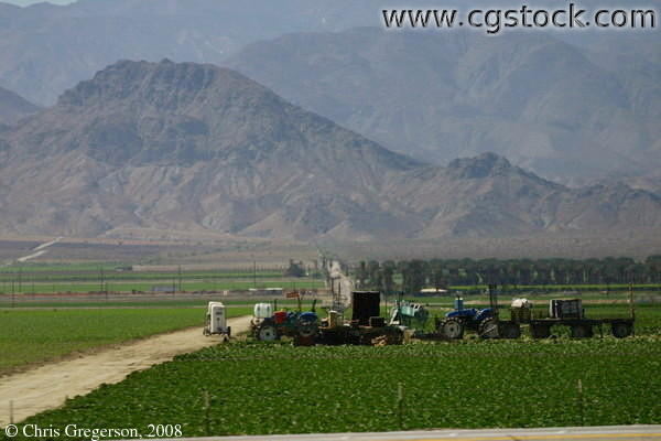 Farming Near Salton Sea, CA