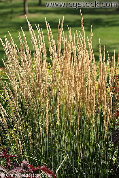 Wheat Plants at the Lyndale Park Gardens, Minneapolis