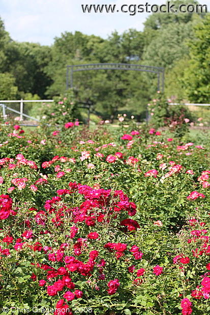 Lyndale Park Rose Garden, Minneapolis