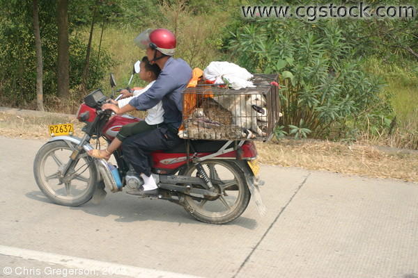 Man and Boy on Dayan Motorcycle with Dog and Rabbits
