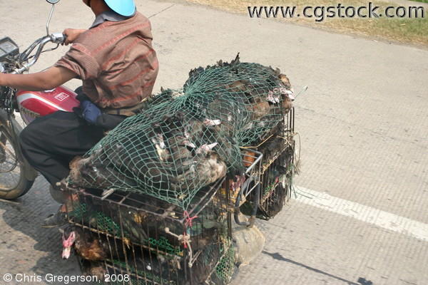 Ducks Packed in Cages on a Motorcycle in China