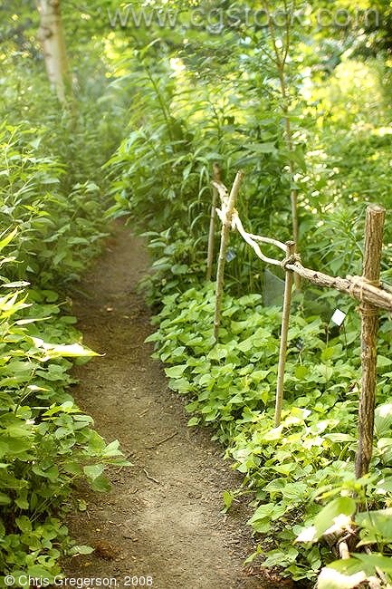 Hiking Trail, U of M Landscape Arboretum