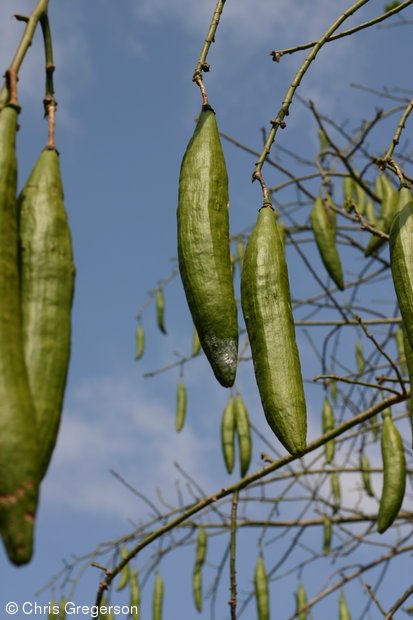 Kasapanglay/Cotton Tree Seeds