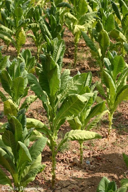 Close-Up of Tobacco Field in Ilocos Norte, the Philippines