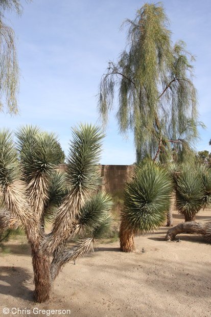 Desert Landscaping on Fred Warning Drive