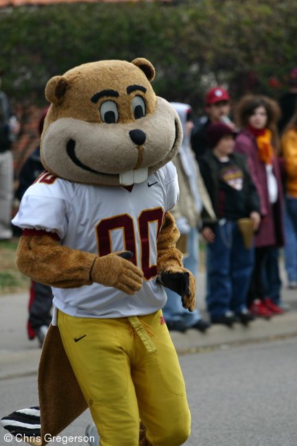 Goldy the Gopher, U of M Homecoming Parade