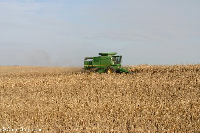 Combine in Corn Field