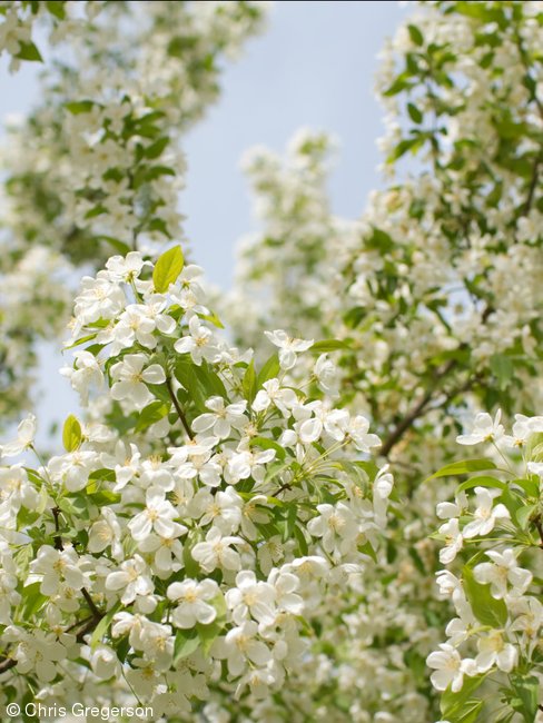White Crab Apple Tree Flowers