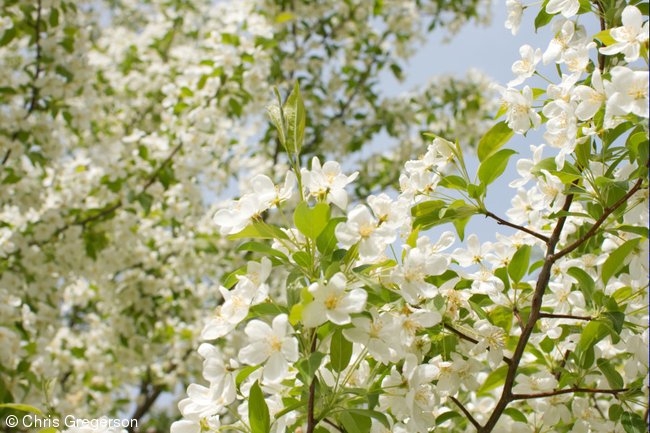 White Crab Apple Tree Flowers