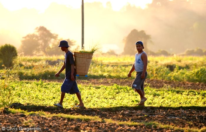 Men Working a Farm in Badoc, Ilocos Norte