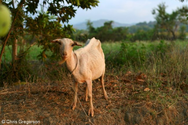 Goat Grazing in Badoc, Ilocos Norte